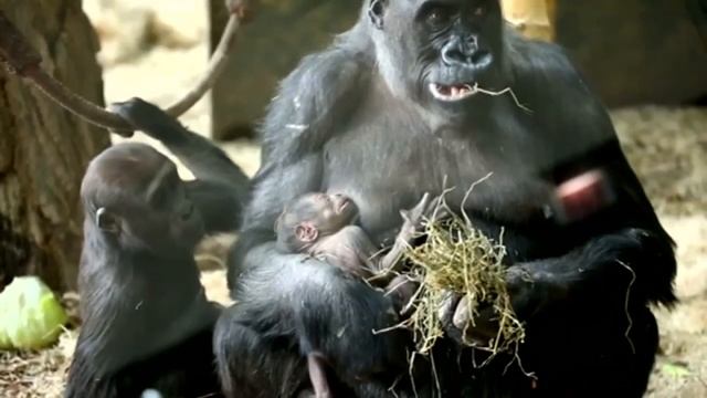 CUTE: Endangered gorilla born at Chicago's Lincoln Park Zoo смотреть онлайн