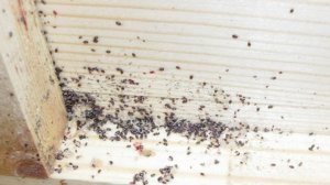 Красный куриный клещ (часть 1) Куриные паразиты и как с ними бороться #клещ #паразиты #куры