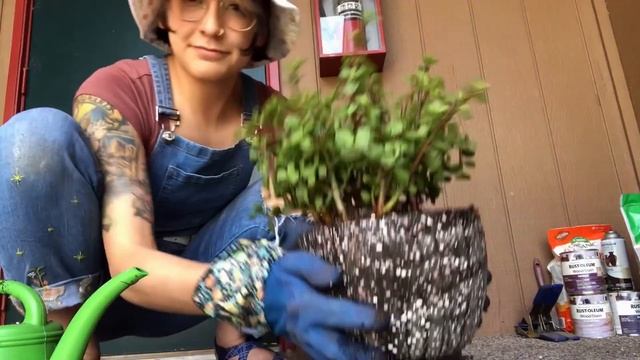 The BEST plants for university students! | Easiest indoor plants for beginners смотреть онлайн