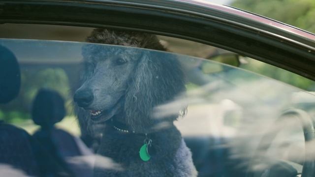 Dog locked you out of the car? | First Rescue смотреть онлайн