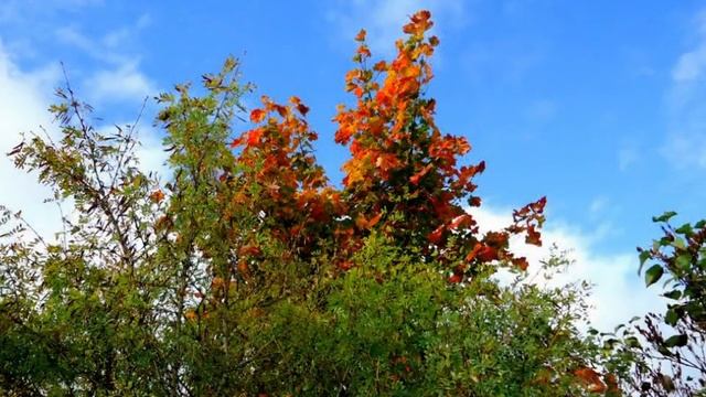 ОСЕНЬ ОНА НЕ СПРОСИТ, ОСЕНЬ ВСЕГДА ПРИДЁТ... смотреть онлайн