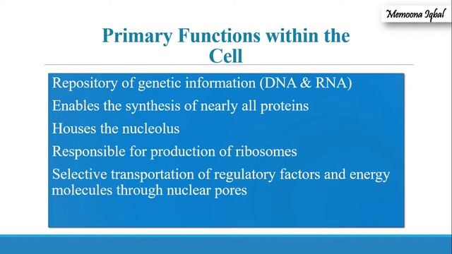 An Introduction to Nucleus | Structure and Function | Lecture # 19 смотреть онлайн