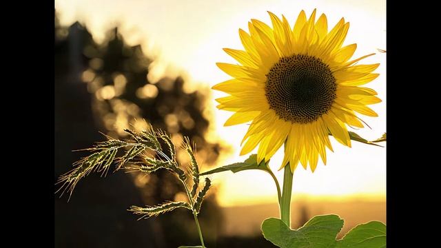 AVCLabs Photo Enhancer AI の使い方 смотреть онлайн