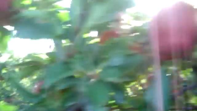 ZANGOSTAR Ltd. * GREEK APPLES " *AL AHMAR* " "High Mountain Red Apples! *" смотреть онлайн