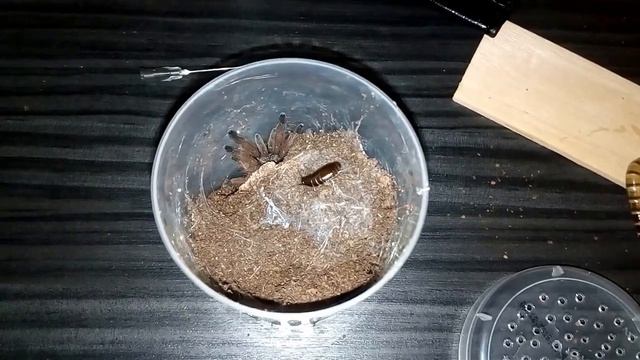 Паук-птицеед Psalmopoeus Pulcher L-5 смотреть онлайн