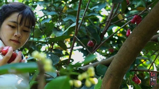 Harvest ripe red Java apples and bring them to the market to sell смотреть онлайн