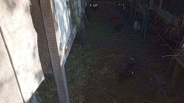 краткий видео обзор моего кроличьего хозяйства