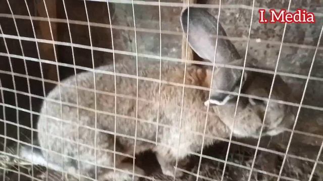Куён Бокиш Бизнеси Уй шароитида смотреть онлайн