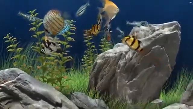 🐋🌊🐟 Acuario Background 4K Aquarium Screensaver 🐠🐟 смотреть онлайн