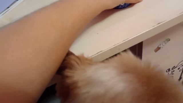 моя собачка и скотч смотреть онлайн