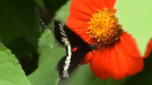 Windows vista sample videos смотреть онлайн