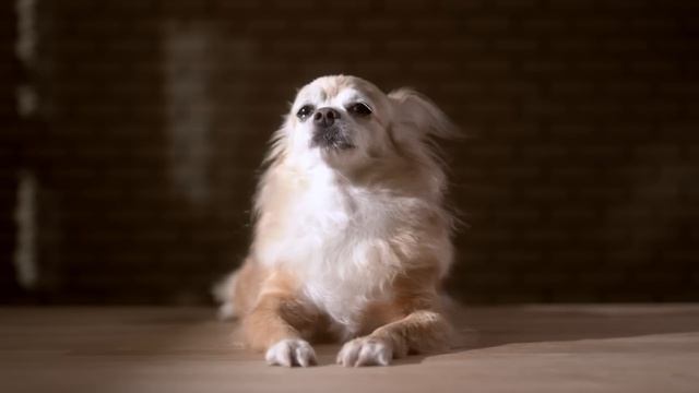Top 3 Tips For Training A Puppy смотреть онлайн