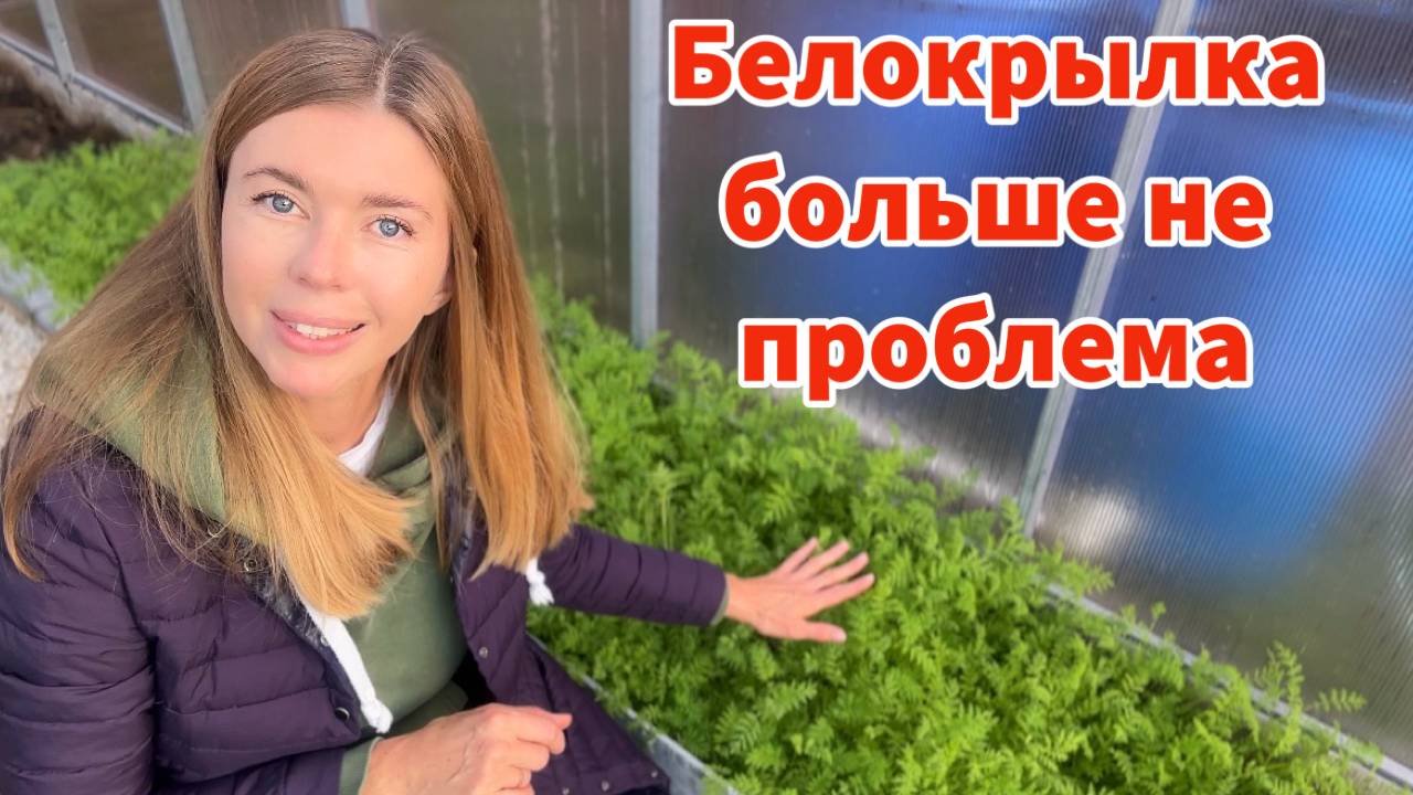 ИЗБАВЛЯЮСЬ ОТ БЕЛОКРЫЛКИ БЕЗ ТРУДА И БЕЗ ХИМИИ. Можно ли избавиться от белокрылки навсегда? смотреть онлайн