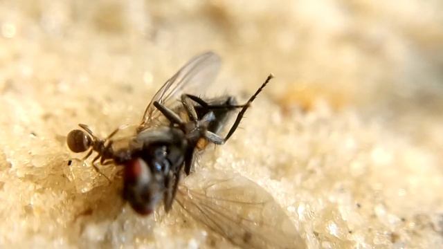 Lasius Niger Feeding Time - Fütterung