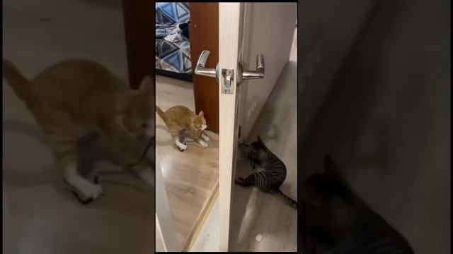 Ржачные животные. смотреть онлайн