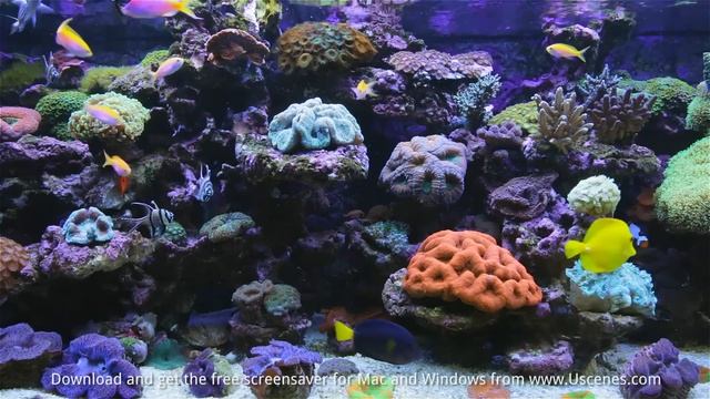 Marine Aquarium Screensaver 🐡🐟🐠 смотреть онлайн