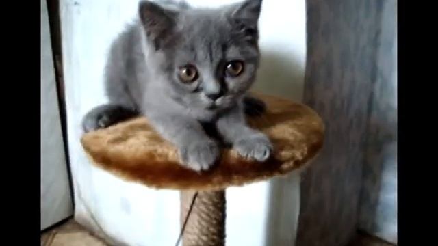 Котэ Terry a.k.a. Толян 0001 смотреть онлайн