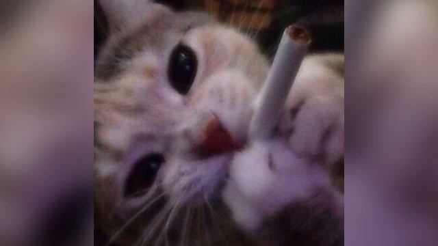 cigarettes out the window - sped up смотреть онлайн