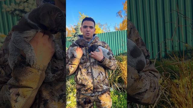 🐶 Щенки дратхаара смотреть онлайн