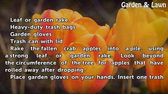 How to Remove Crab Apples From the Lawn смотреть онлайн