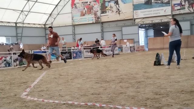 РАБОЧИЕ КОБЕЛИ / КЧК НОВОРОССИЙСК 12 октября`24 О.Виноградова Моно немецких овчарок