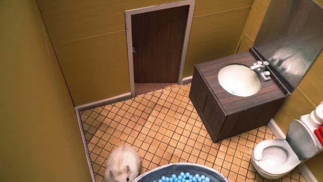 Hamster Escape The Man From The Window - Hamster Maze смотреть онлайн