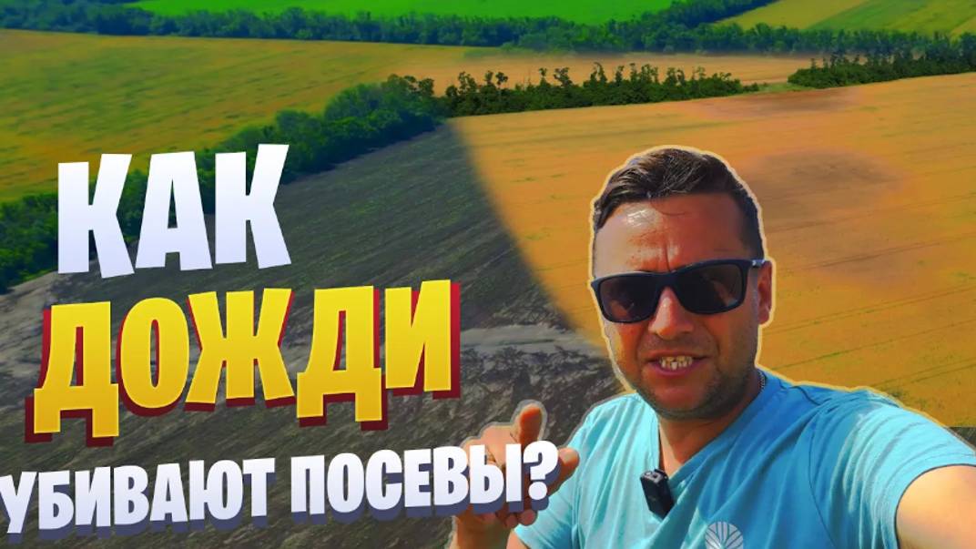 Пшеница потери. Офиоболез? Как спасти урожай?