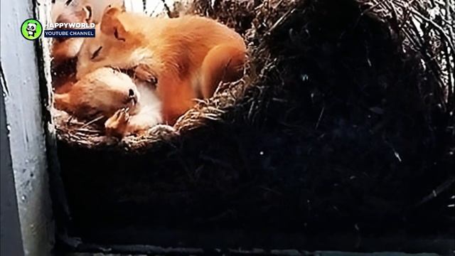 Mother Saw Squirrels In Her Window, But When She Took A Closer Look At Them She Called The Police! смотреть онлайн