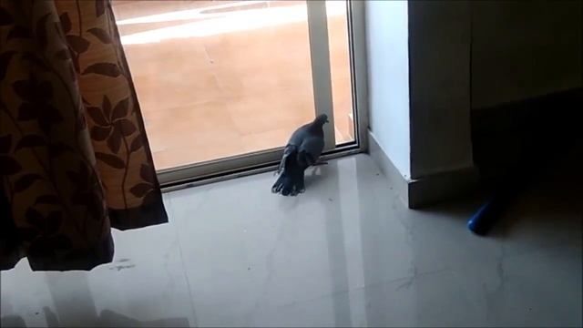 Pigeon stuck in window. Pigeon can't fly. смотреть онлайн