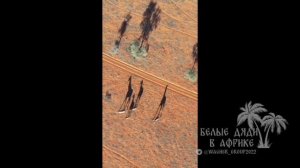 Вечно молодые...