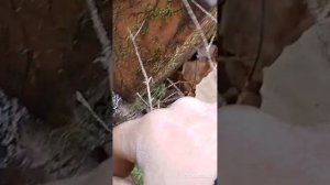 УДАЧНАЯ ЭКСПЕДИЦИЯ В ЛЕС/НАЙДЕНО МНОГО МЕТАЛЛА/ЕСТЬ ПРОБЛЕМА НЕ КАК ВЫВОЗИТЬ