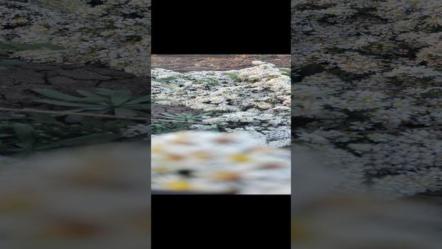 Альпийская астра - очень нежные и красивые цветочки. rosebushes.ru смотреть онлайн