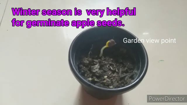 Grow apple plant from seed easy method/How to grow to grow apple tree from seed at home/ Apple plnt смотреть онлайн