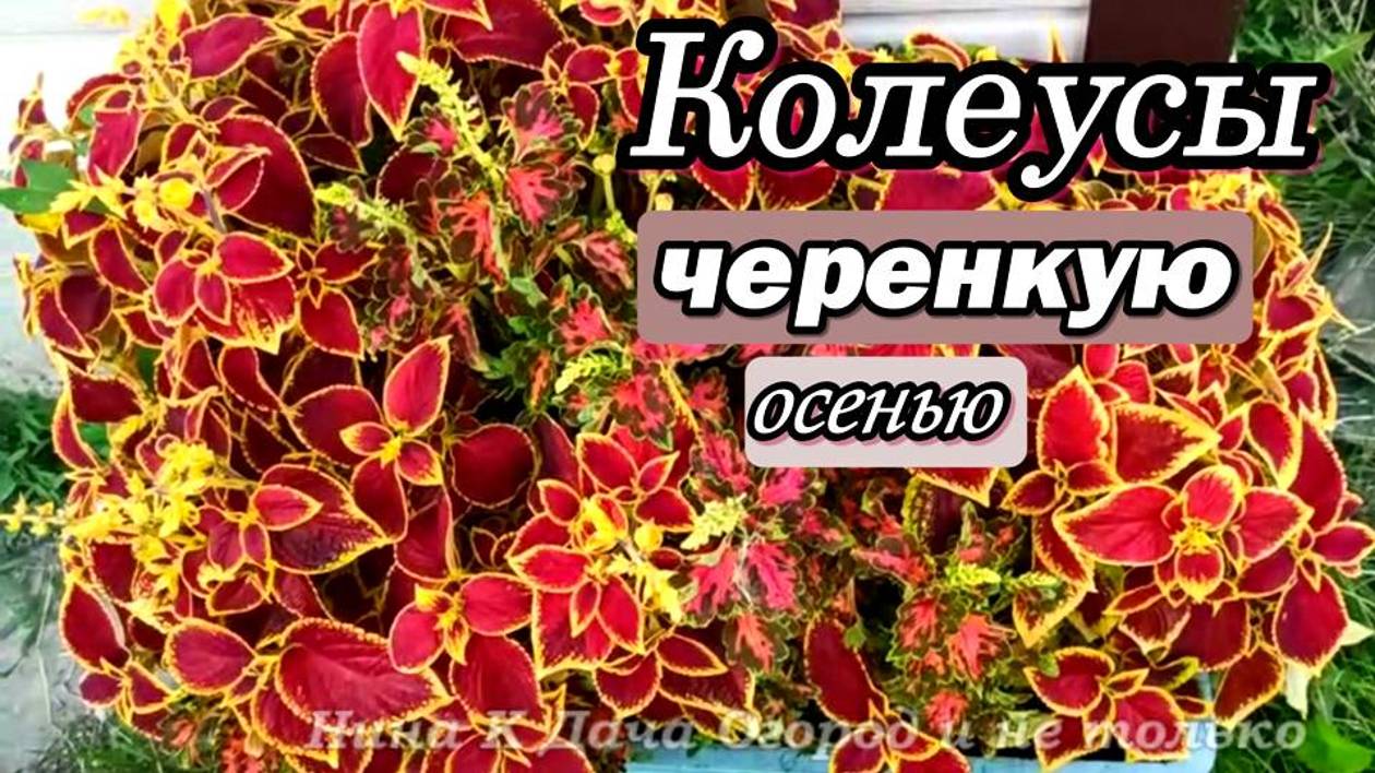 Семена больше не покупаю! Колеус черенкую осенью. смотреть онлайн