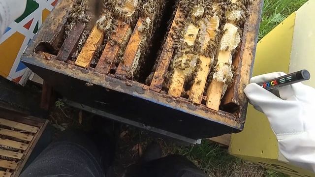 Отводок от пакета через 56 дней. Дадан 10 рам. и Рута 6 рам. Пчеловод выходного дня. смотреть онлайн