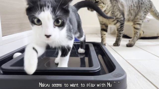 Rescued kitten is approached for the first time by my son's big cat смотреть онлайн