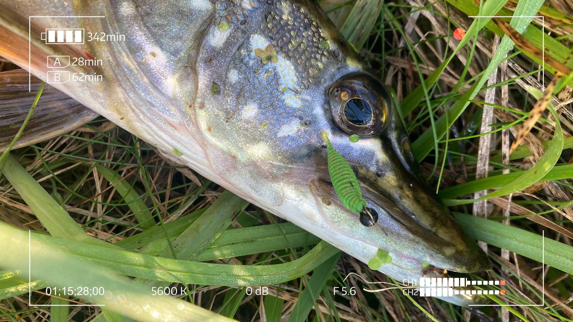 Бонус в Мормышинге смотреть онлайн