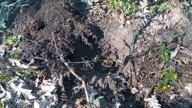 Поездка по скифам: часть 2 в лесу смотреть онлайн