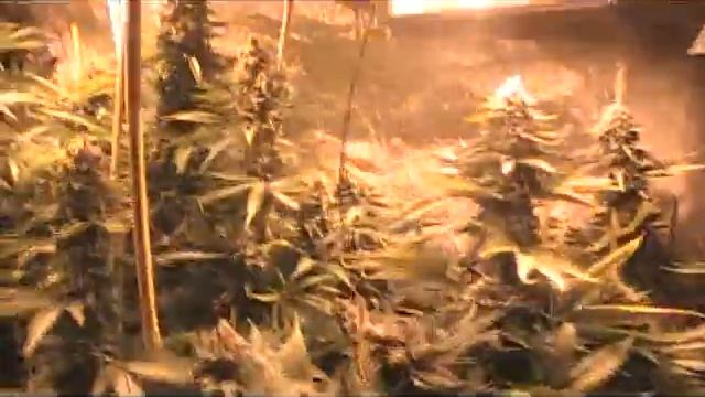 WEEK 7 PURPLE KUSH .wmv смотреть онлайн