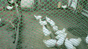 Нужен ли свет в курятнике