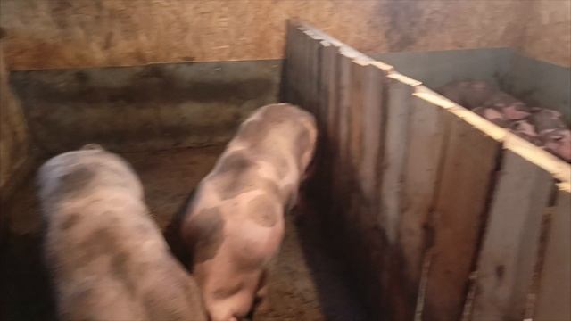 продажа и бронь наших поросяток🐷