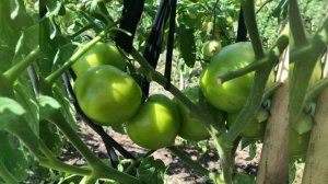 Томат Розовые вершины F1