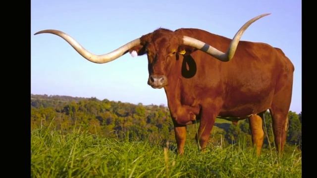 Longhorn Steer Sounds | Texas Longhorn смотреть онлайн