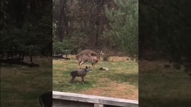 Животный мир))) смотреть онлайн