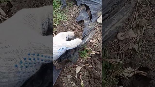 готовим участок к посадке клубники #клубника #огород смотреть онлайн