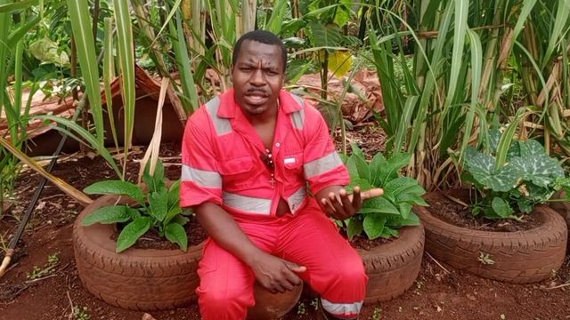 From a beggar to a poultry farmer. How I Started a Poultry farm from Scratch with little money. смотреть онлайн