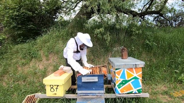 Корпус вощины или пару рамок. Пчеловод Выходного Дня смотреть онлайн