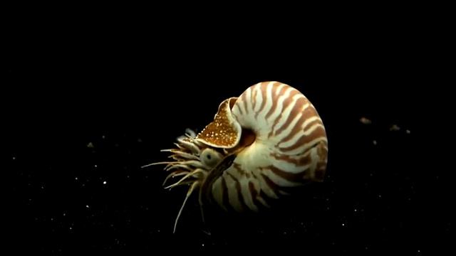 Aquarium FULL HD 1080p Bluray - YouTube2.flv смотреть онлайн
