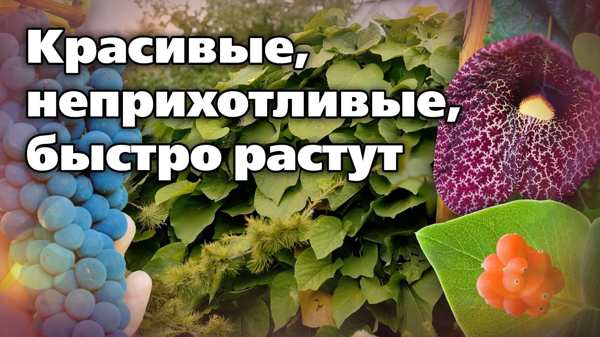 Три лианы для пергол, шпалер, беседок. Отлично подходят для вертикального озеленения смотреть онлайн