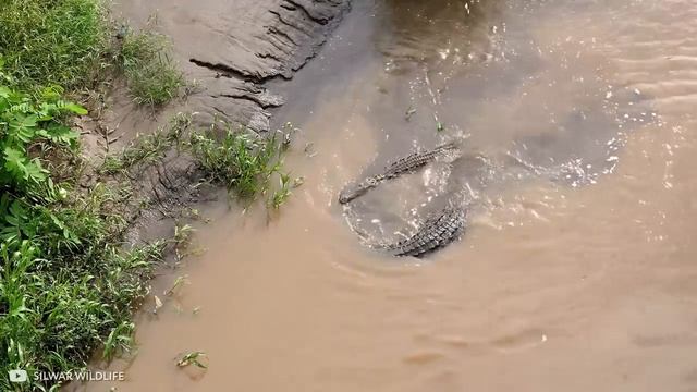 Самые_Редкие_и_Опасные_Животные_в_Мире